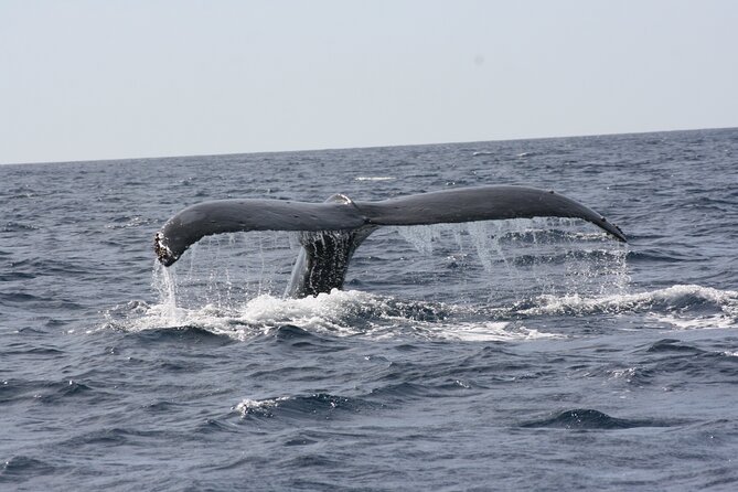 Whale Watching Group Tour in San Jose del Cabo - The guides: where the magic turns into understanding