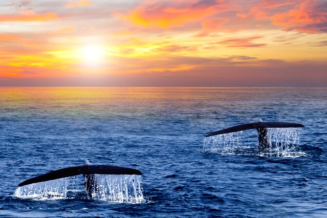 Whale Watching Group Tour in San Jose del Cabo - Hydrophone whale sounds: the most memorable extra