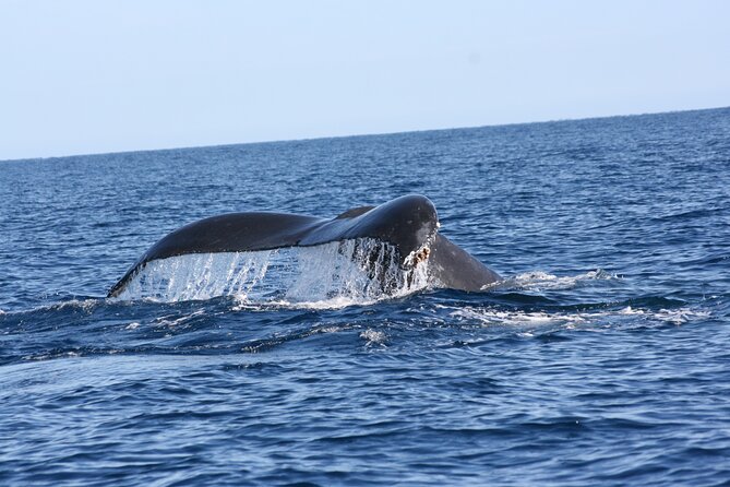 Whale Watching Group Tour in San Jose del Cabo - Price and value: is $99 worth it?