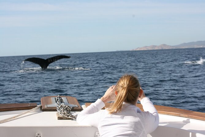 Whale Watching Group Tour in San Jose del Cabo - Departure choices and timing within the whale season