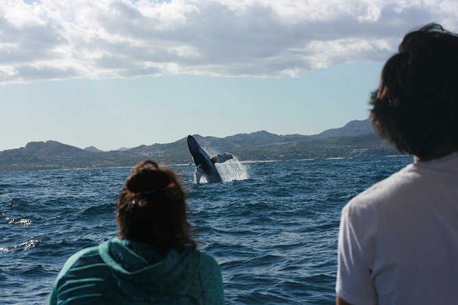 Whale Watching Group Tour in San Jose del Cabo - How the 2-hour boat ride really plays out