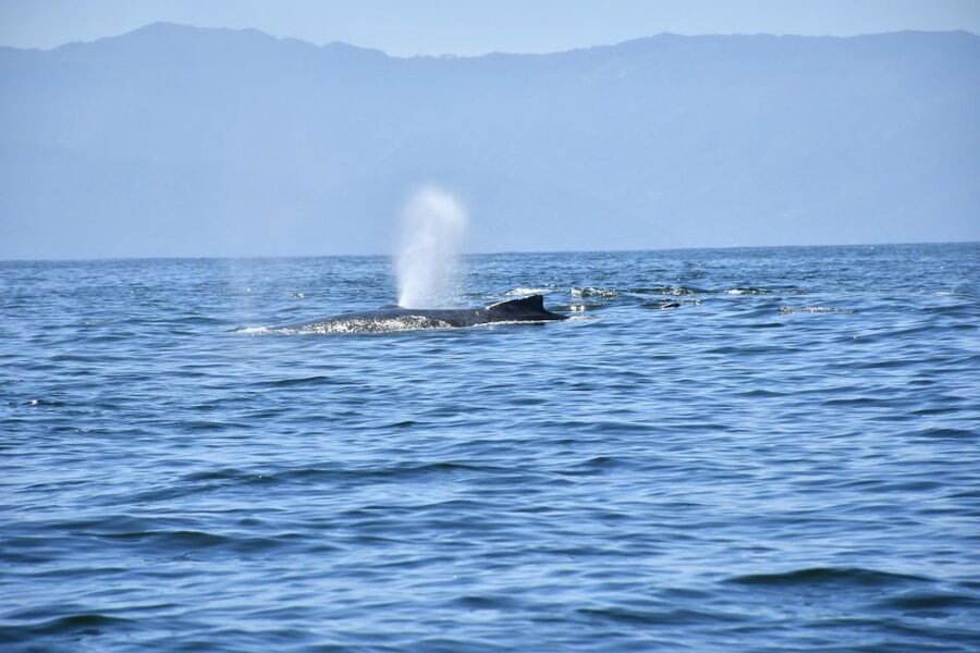 Whale Watching Guaranteed Experience in Puerto Vallarta - Key Highlights You’ll Actually Care About