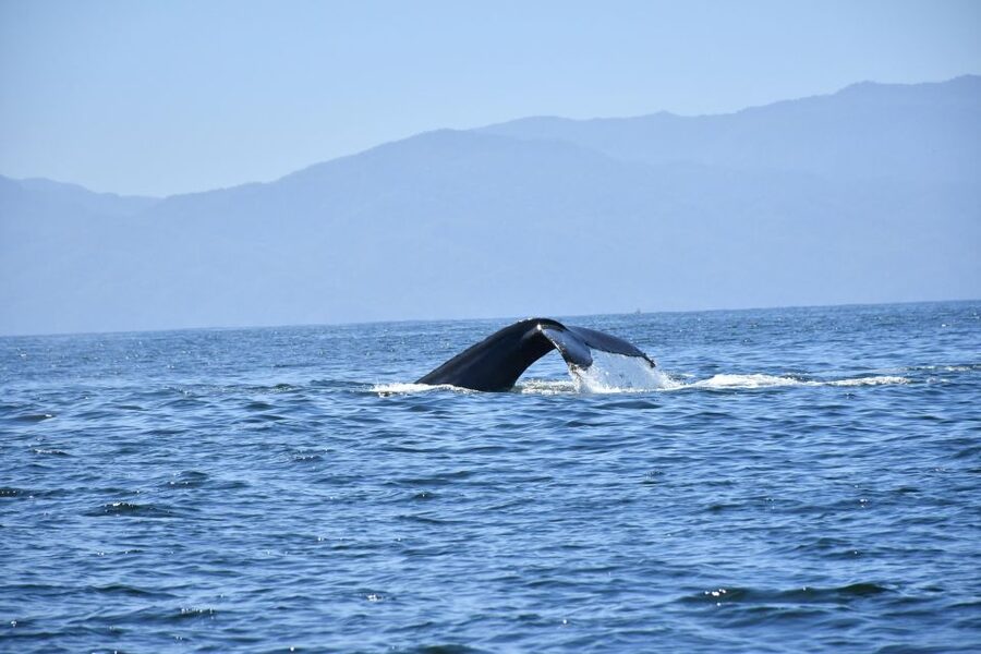 Whale Watching Guaranteed Experience in Puerto Vallarta - Bahía de Banderas Viewing Time: Aperitif, Dolphins, and Whale Watching