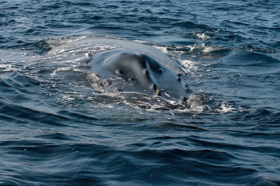 Whale Watching Guaranteed Experience in Puerto Vallarta - Price and Extra Costs: The $2 Port Fee You Should Plan For