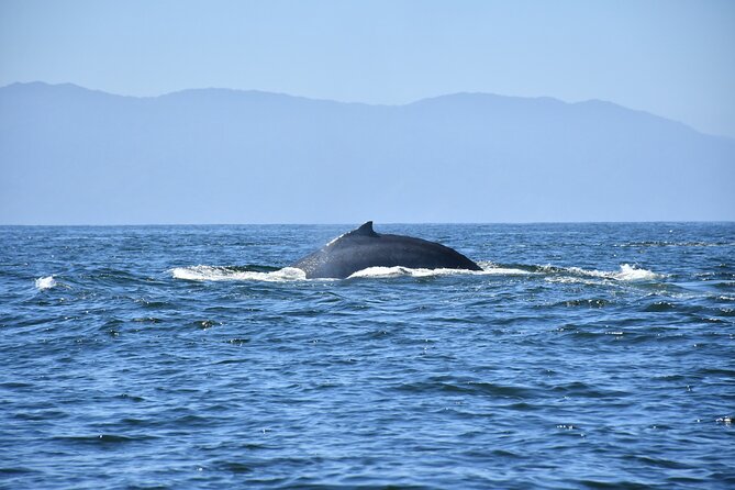 Whale Watching Guaranteed Experience in Puerto Vallarta - Crew and captain energy: Benji, Miguel, Jose, Hido, and Manny
