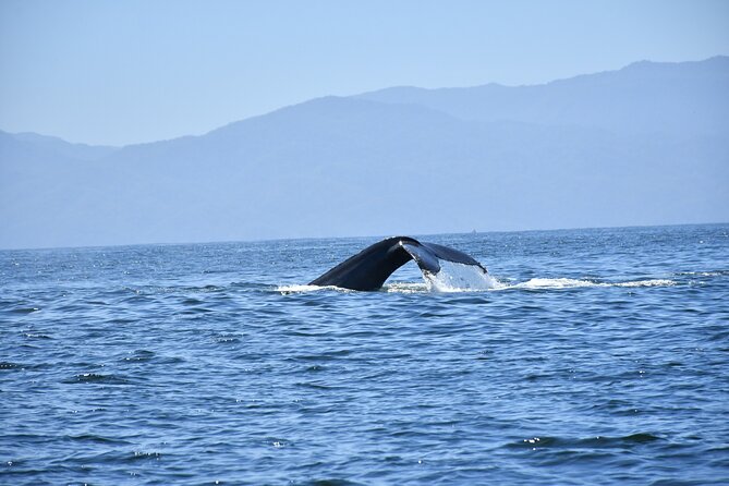 Whale Watching Guaranteed Experience in Puerto Vallarta - Why this tour is a smart value at $99