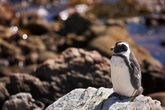 Whale Watching Hermanus - Boat base - Key Highlights You’ll Care About