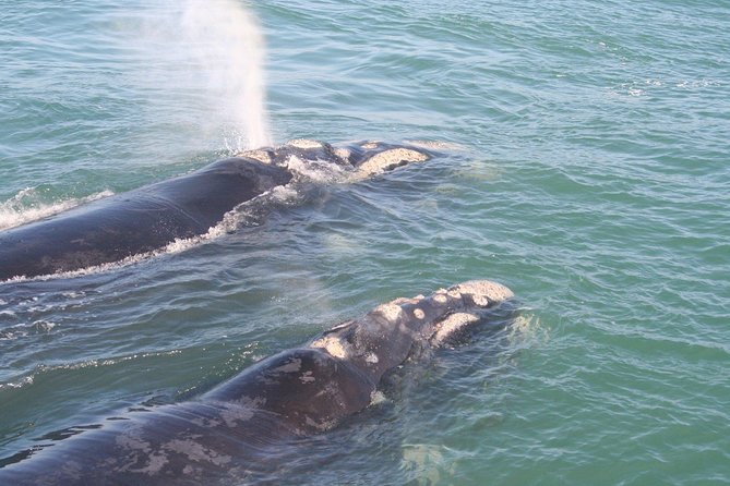 Whale Watching Hermanus - Boat base - The 10:00 Departure: Pickup, Clarens Drive, and a Comfortable Ride