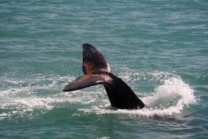 Whale Watching Hermanus - Boat base - Price and Value: Is $228.37 Worth It?