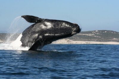 Whale Watching Hermanus - Boat base - What Happens During the Two Hours on the Water