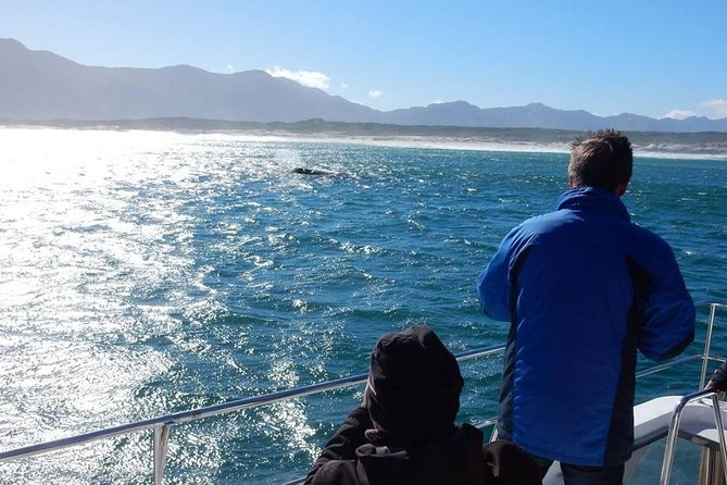 Whale Watching Hermanus - Boat base - Small-Group Expectations: Transfer Size vs Boat Size