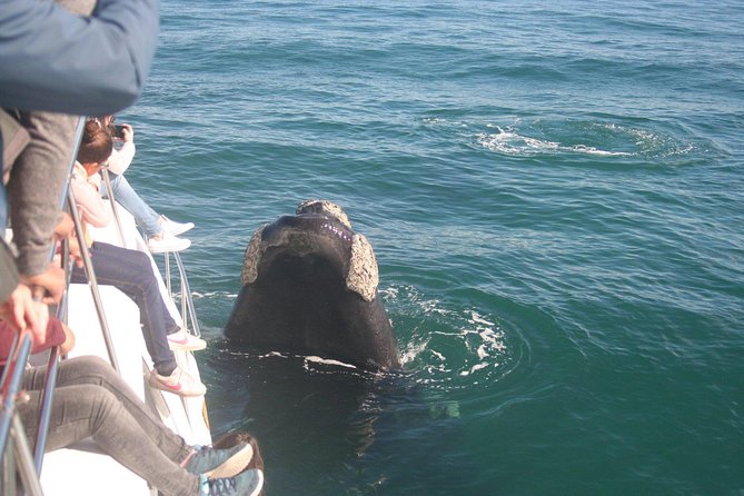 Whale Watching Hermanus - Boat base - Weather Rules and the Day-Of Reality Check