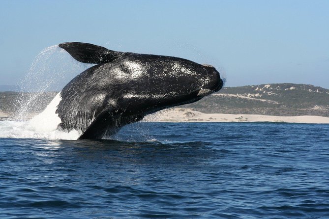 Whale Watching Hermanus - Boat base - What Happens During the Two Hours on the Water
