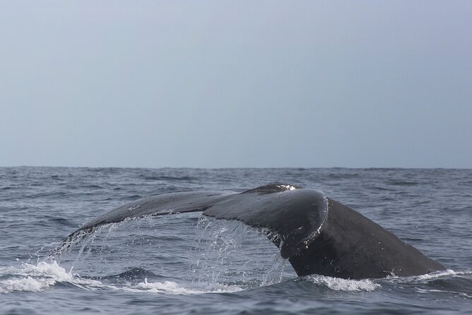 Whale Watching in Cabo San Lucas: Sightseeing Cruise and Shopping - How to Read Whale-Watching Odds (and what to do if action slows)