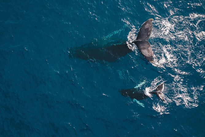 Whale Watching in Cabo San Lucas: Sightseeing Cruise and Shopping - Tequila Tasting Stop at Marina Cabo San Lucas