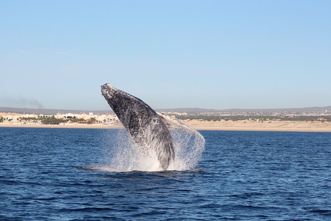 Whale Watching in Cabo San Lucas: Sightseeing Cruise and Shopping - 30 Minutes of Shopping in Cabo San Lucas (and how to use it well)