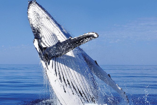Whale Watching in Cabo San Lucas: Sightseeing Cruise and Shopping - What Weather and Comfort Mean for This Tour