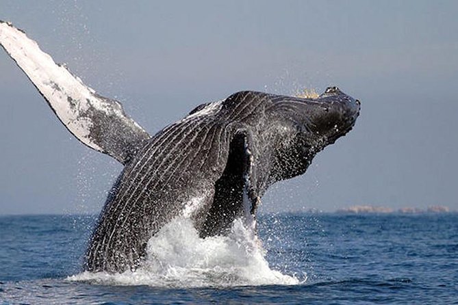 Whale Watching in Cabo San Lucas: Sightseeing Cruise and Shopping - Sea of Cortez Whale Watching from a Glass-Bottom Boat