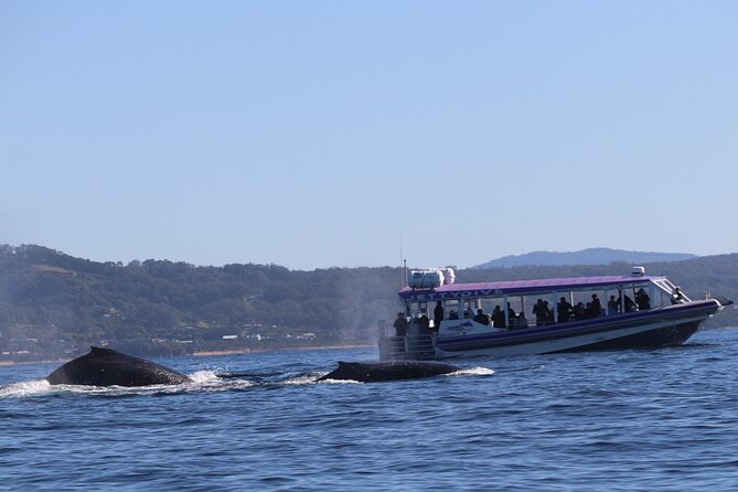 Whale Watching in Coffs Harbour - Key highlights you’ll actually feel on the water