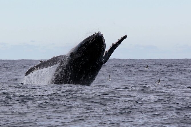 Whale Watching in Coffs Harbour - Mega Wild fast boat: the “find them sooner” advantage
