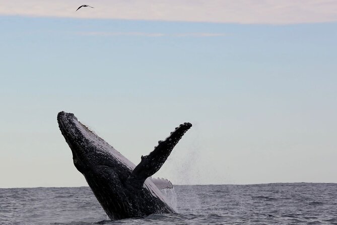 Whale Watching in Coffs Harbour - The 90-minute flow: watch, reposition, and repeat