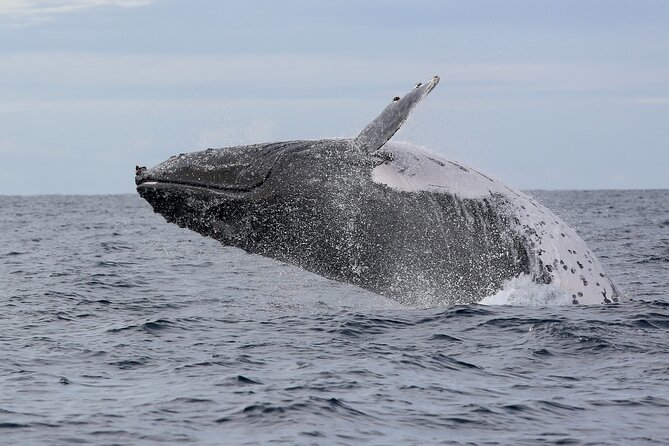 Whale Watching in Coffs Harbour - The ride details that make whale watching easier