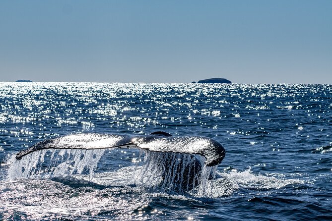 Whale Watching in Coffs Harbour - How the Whale Spotter system keeps you on the action