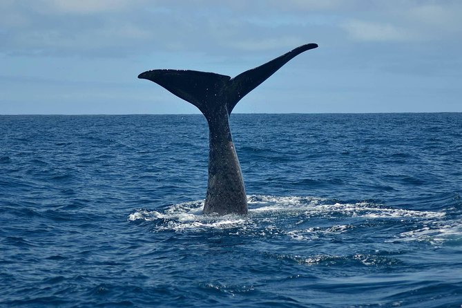 Whale Watching in Kaikoura by Boat - Key Things You Should Know Before You Go