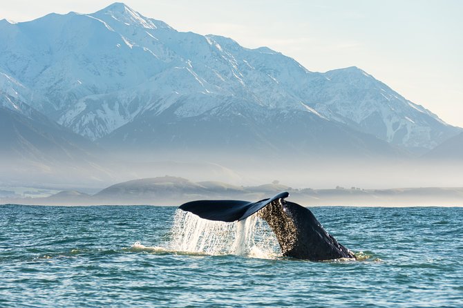 Whale Watching in Kaikoura by Boat - Kaikōura by Catamaran: Why This Whale Watch Works