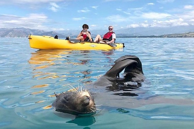 Whale Watching in Kaikoura by Boat - Price, Value, and the 80% No-Whale Refund