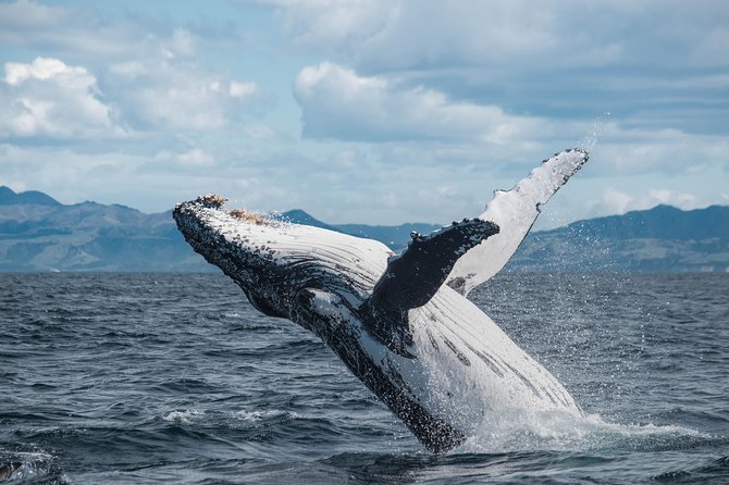Whale Watching in Kaikoura by Boat - Getting Onboard at Whaleway Station Road and Timing Your Day