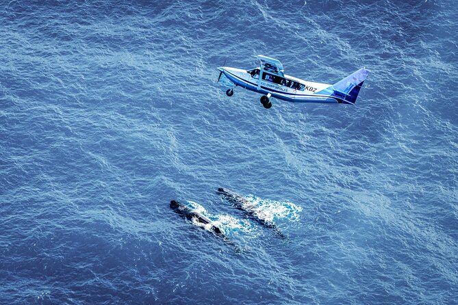 Whale Watching in Kaikoura - Ultimate Experience - Small-group attention (max 7) and the wildlife briefing that sharpens your spotting