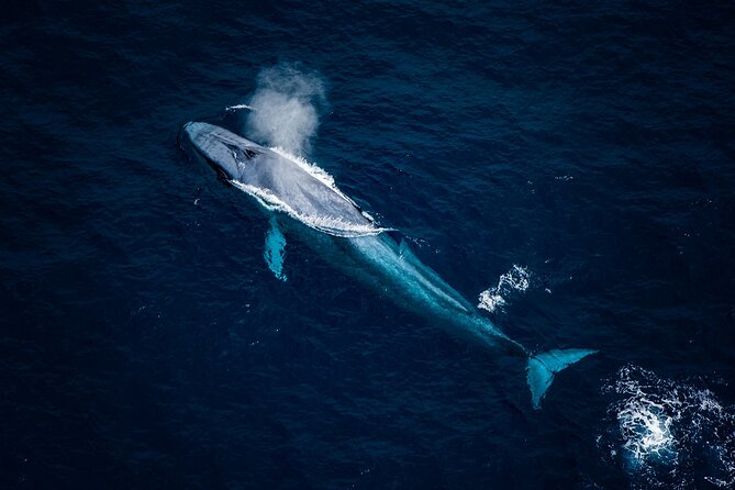 Whale Watching in Kaikoura - Ultimate Experience - What whales you might see (and why sightings can still be a coin toss)