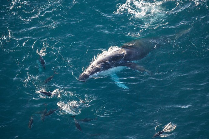Whale Watching in Kaikoura - Ultimate Experience - Pricing and value: is $152.46 worth it for a half-hour in the sky?
