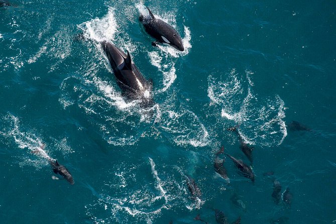 Whale Watching in Kaikoura - Ultimate Experience - Who should book this Kaikoura whale-watching flight