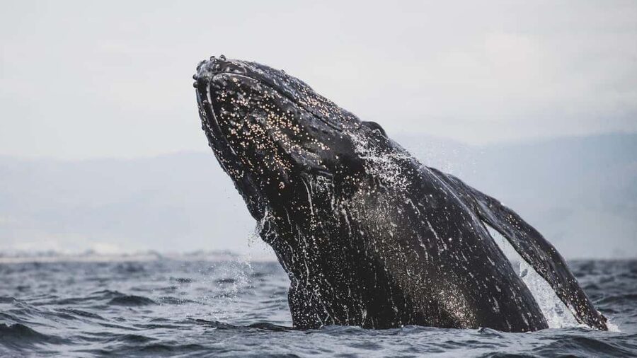 Whale Watching in La Paz – Gray Whale Encounter - Key Highlights Worth Your Attention