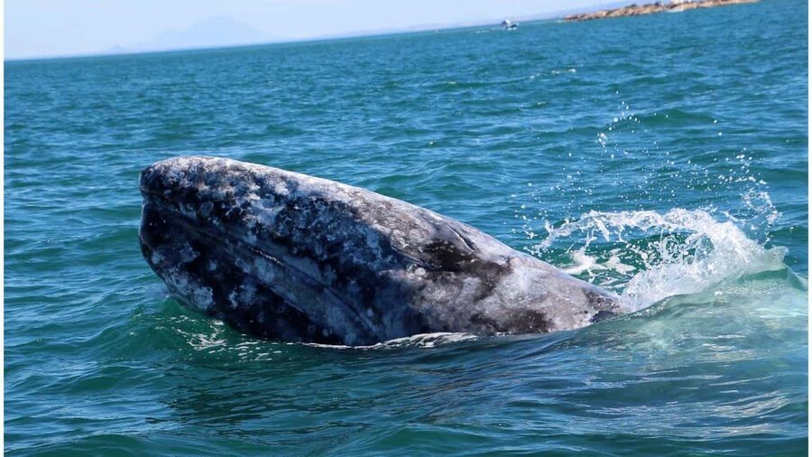 Whale Watching in La Paz – Gray Whale Encounter - Gray Whales in Puerto Chale: The Real Reason This Day Is Special