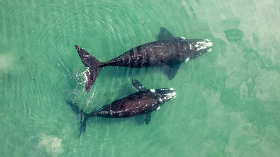 Whale Watching in La Paz – Gray Whale Encounter - Breakfast Box Lunch: Fueling Up the Regional Way