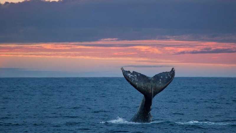 Whale Watching in La Paz – Gray Whale Encounter - Speedboat Time in the Bay: How Close Can You Really Get?