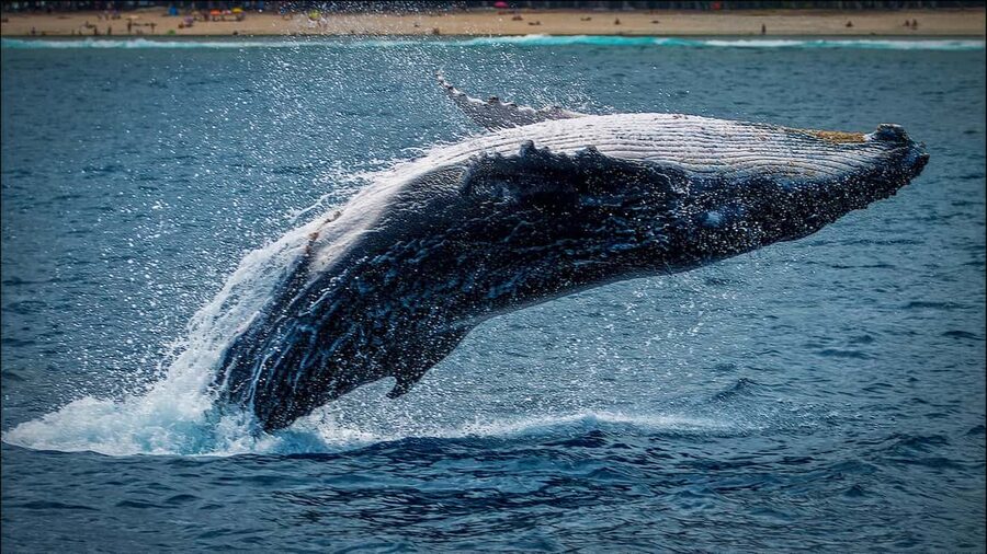 Whale Watching in La Paz – Gray Whale Encounter - Magdalena Bay Break and Regional Restaurant Lunch