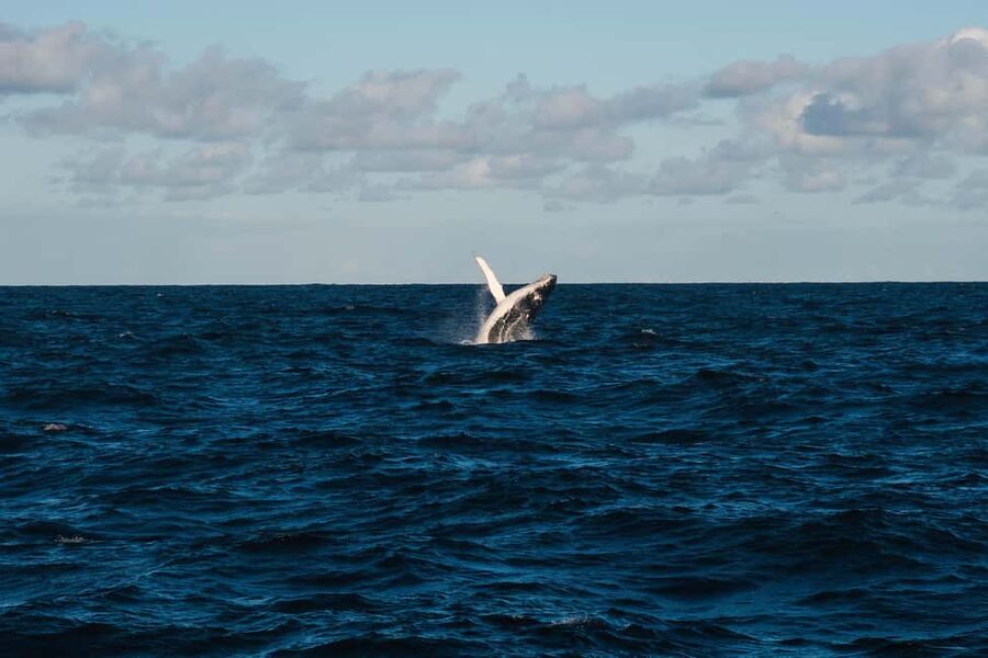 Whale Watching in La Paz – Gray Whale Encounter - Transportation Details That Affect Your Comfort