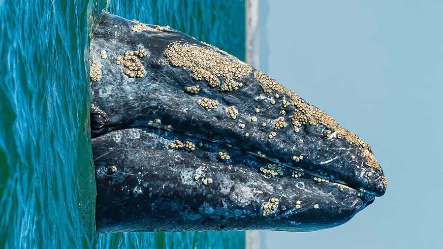 Whale Watching in La Paz – Gray Whale Encounter - Small Group Size: What You Gain When It’s Not a Mass Excursion