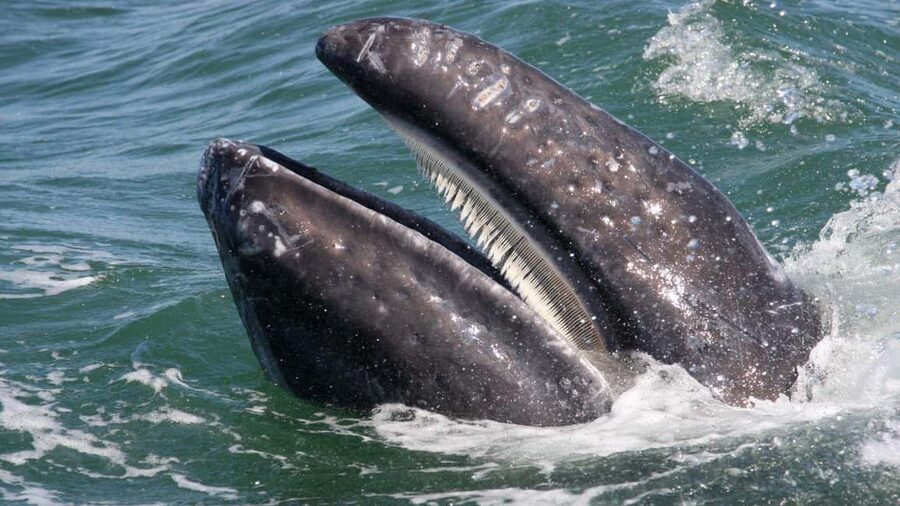 Whale Watching in La Paz – Gray Whale Encounter - Price and Value: Is $169 a Fair Deal for This Kind of Day?