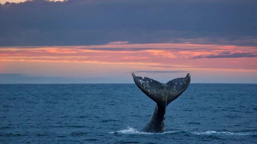 Whale Watching in La Paz – Gray Whale Encounter - The Early Start: Hotel Pickup From La Paz to the Bay