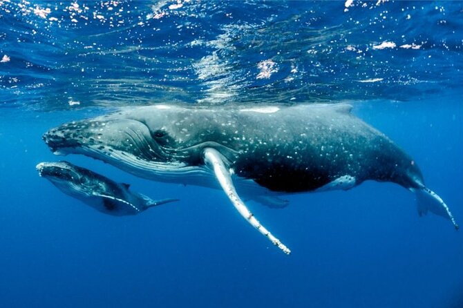 Whale watching in Moorea - Meeting Point and Timing: The Morning Starts Early