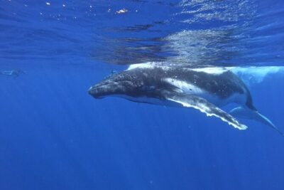 Whale watching in Moorea - The Whale Snorkeling Part: Skills, Distance, and Safety Rules