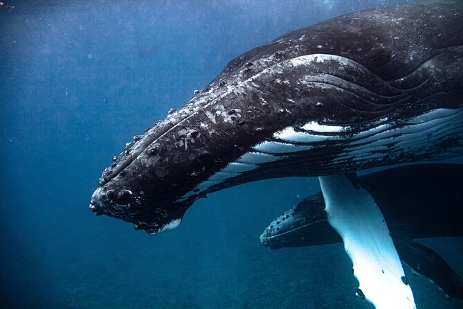 Whale watching in Moorea - What Can Go Wrong: Planning for the Whale “Maybe” Factor