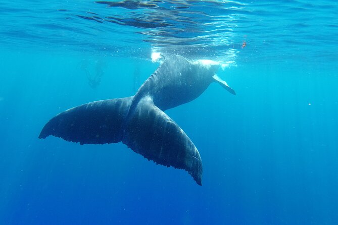 Whale watching in Moorea - Value for the Price: Why $194.34 Can Be Worth It