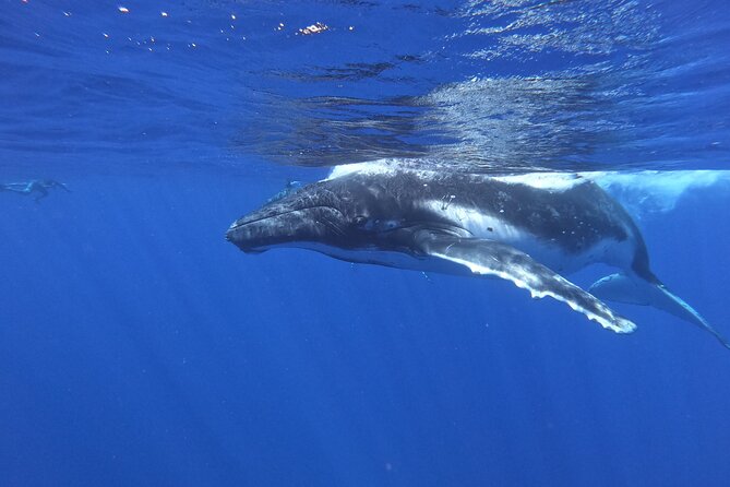Whale watching in Moorea - The Whale Snorkeling Part: Skills, Distance, and Safety Rules