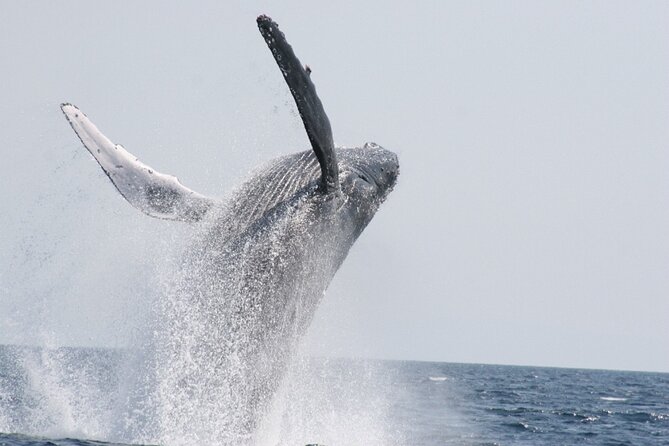 Whale Watching in Okinawa From Naha or Chatan - Key points before you go